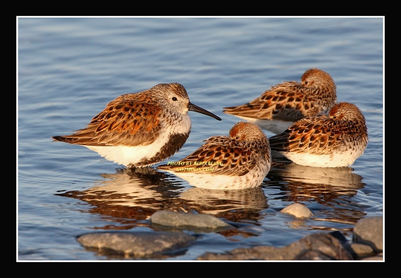 Dunlin Sandpiper