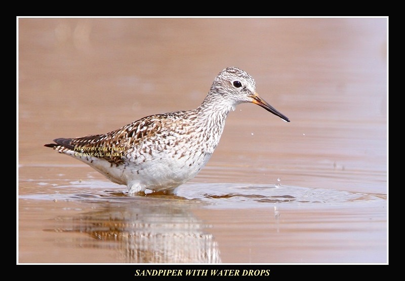 Sandpiper