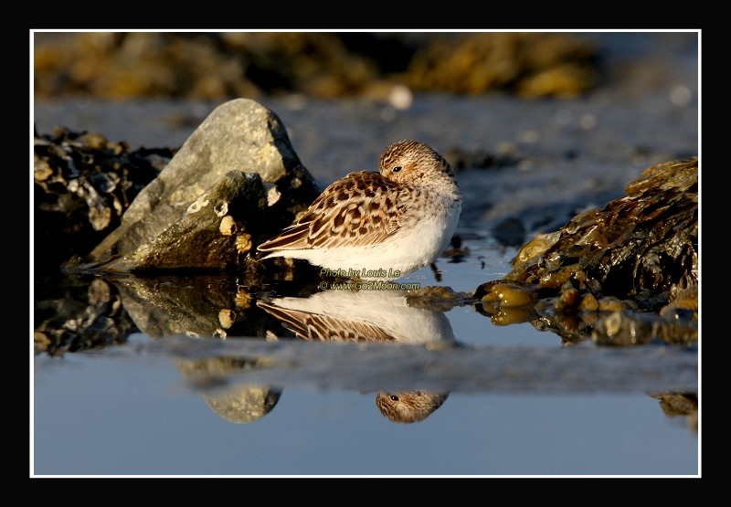 Sandpiper