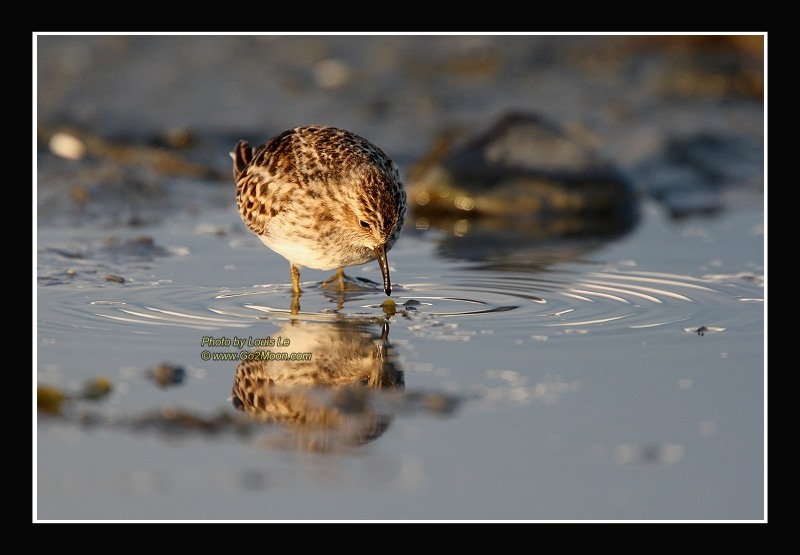 Sandpiper