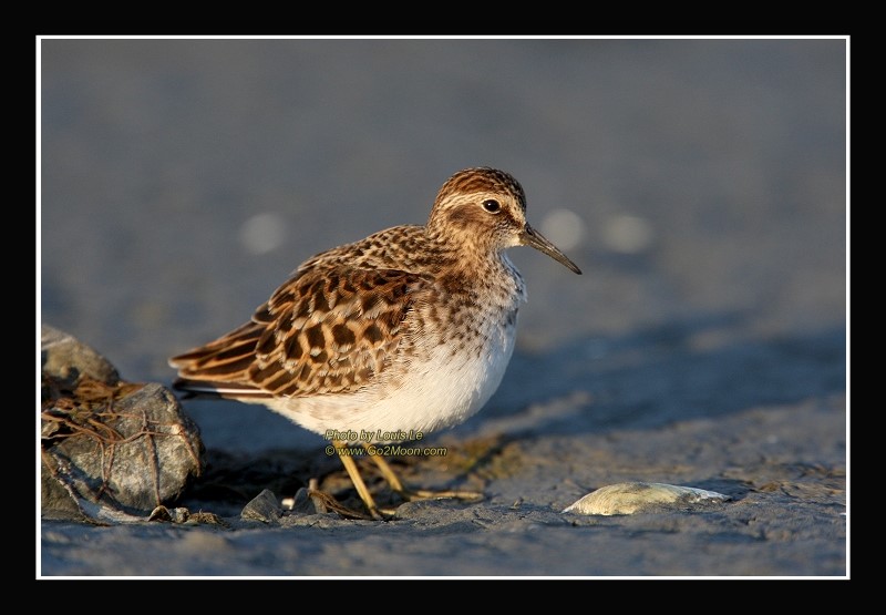 Sandpiper