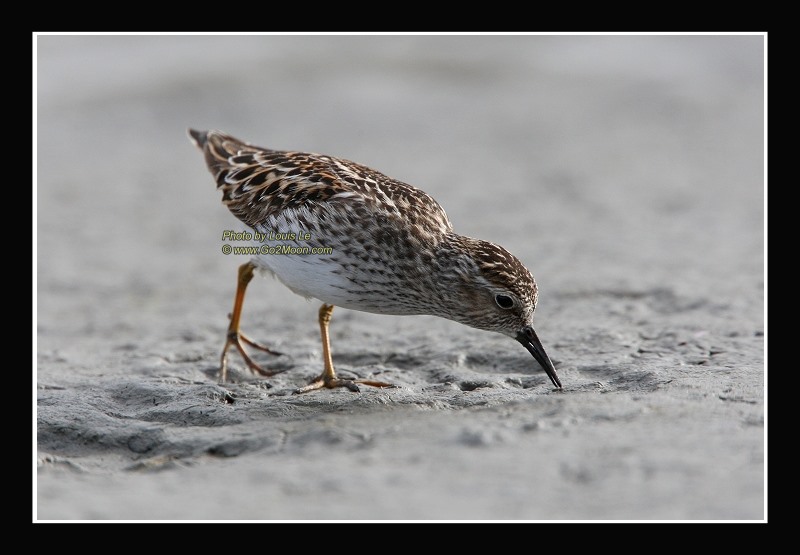 Sandpiper