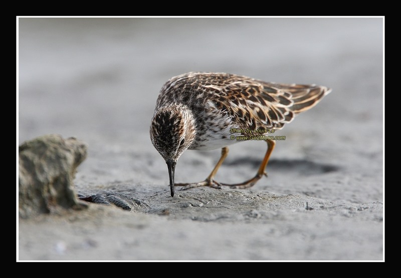 Sandpiper