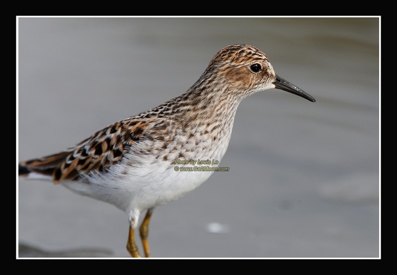 Sandpiper