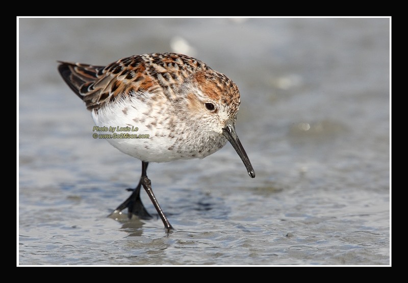 Sandpiper