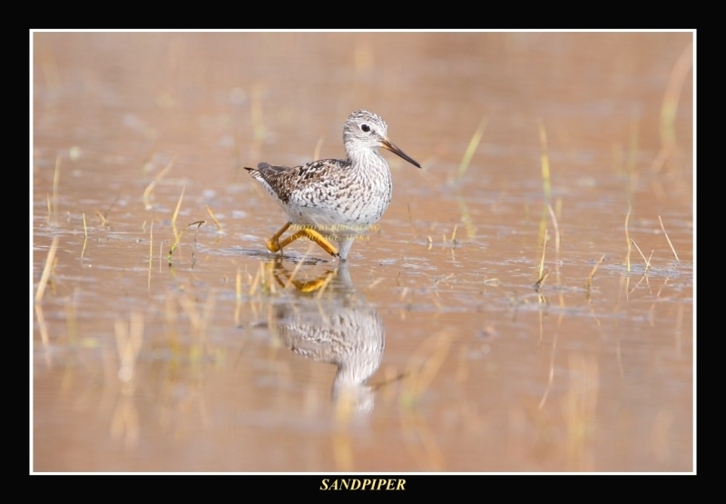 Sandpiper