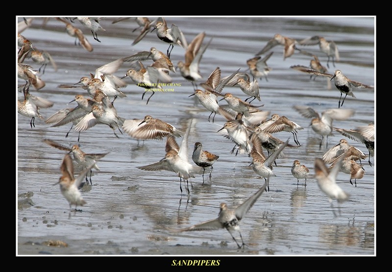 Alaska Bird Festival