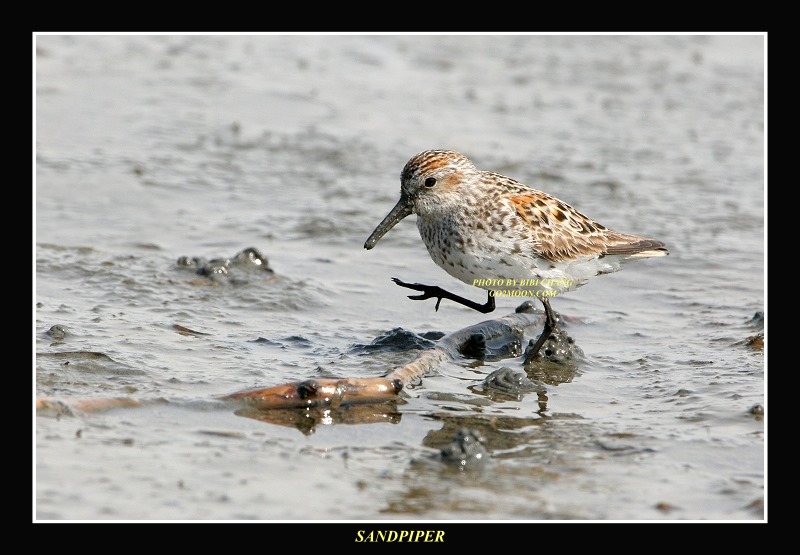 Sandpiper