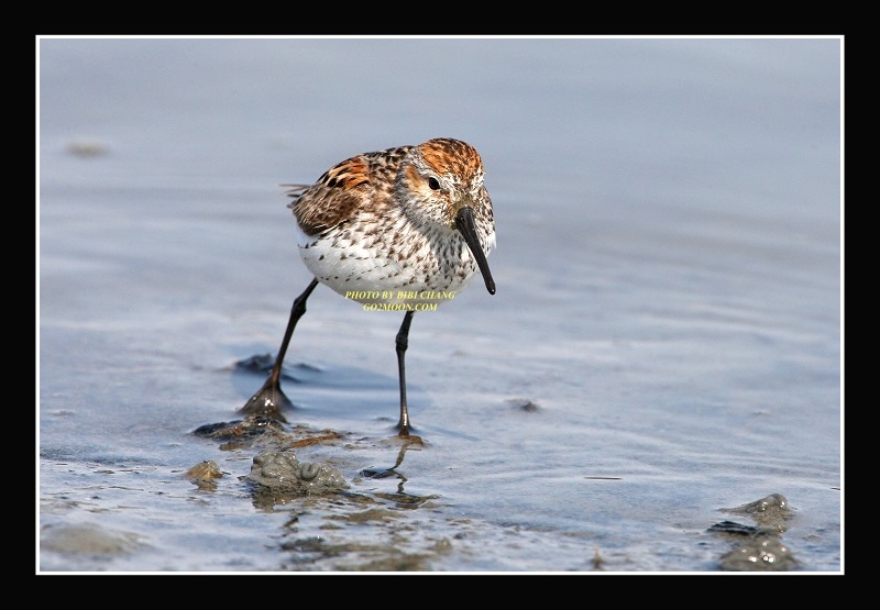 Western Sandpiper