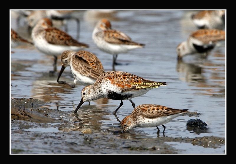 Dunlin Sandpiper