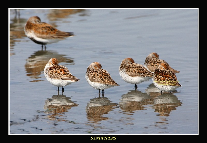 Western Sandpipers