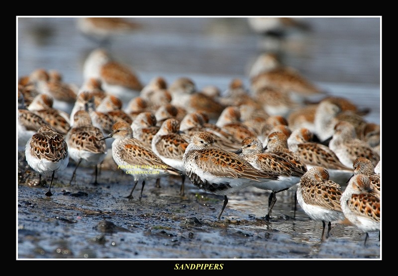 Dunlin Sandpipers