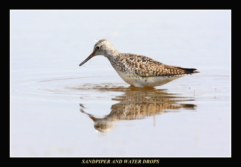 Sandpiper Fairbanks