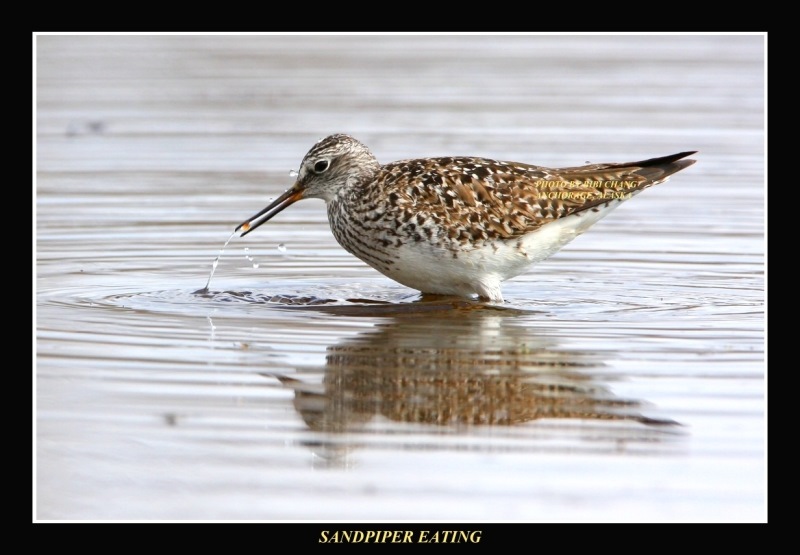 Sandpiper Fairbanks