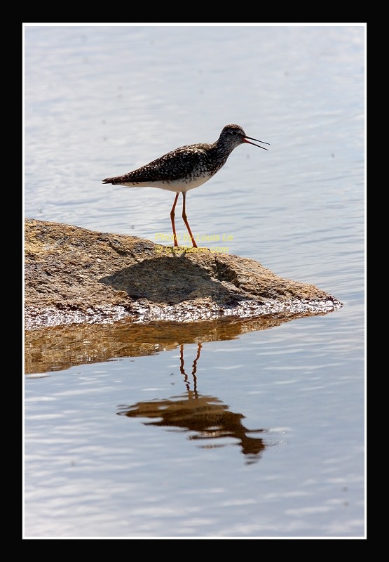 Lesser Yellow Legs