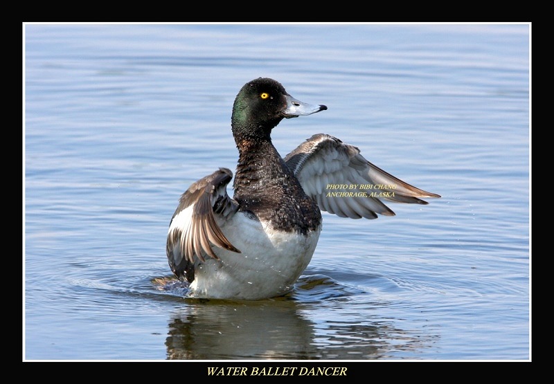 Greater Scaup