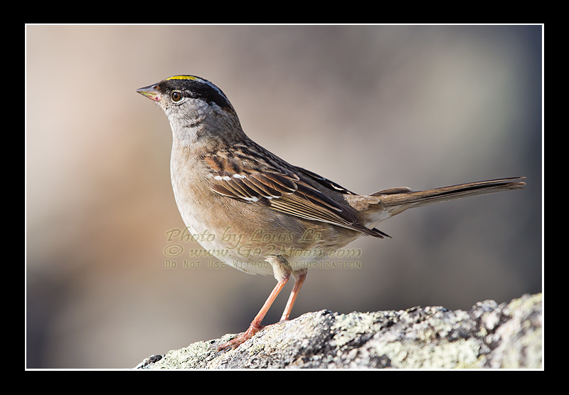 Adult Golden-Crowned Sparrow