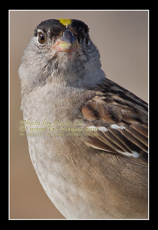 Golden-Crowned Sparrow Plumage Detail