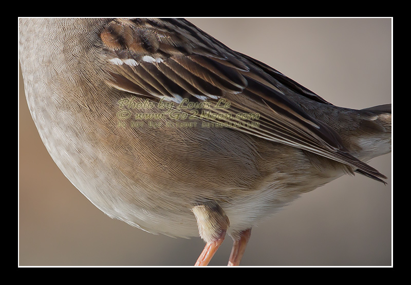 Golden-Crowned Sparrow Plumage Detail