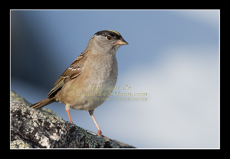 Adult Golden-Crowned Sparrow