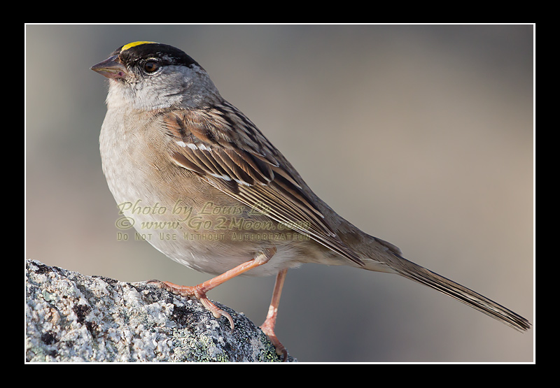 Adult Golden-Crowned Sparrow