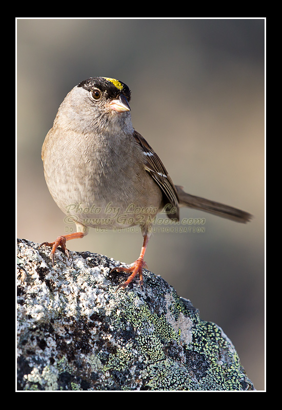 Adult Golden-Crowned Sparrow