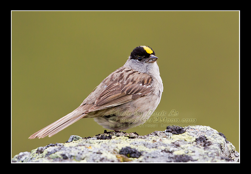 Golden-Crowned Sparrow Adult