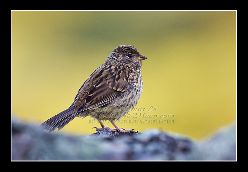 Juvenile Golden-Crowned Sparrow
