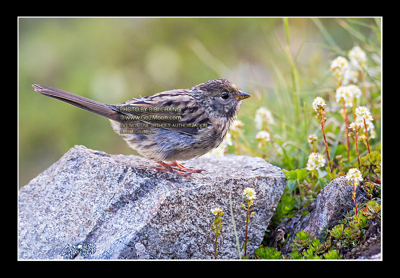 Golden-Crowned Sparrow Juvenile