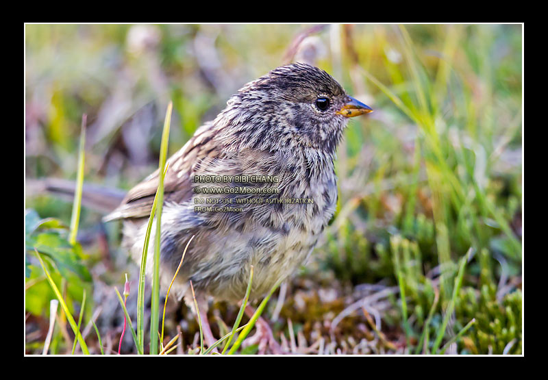 Golden-Crowned Sparrow Juvenile