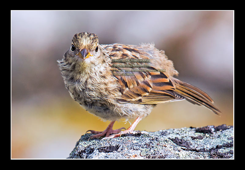 Golden-Crowned Sparrow Juvenile