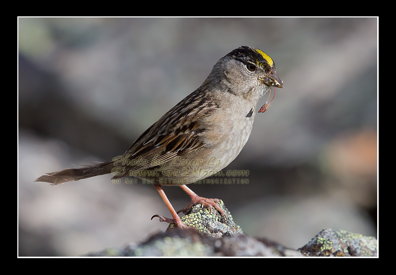 Adult Golden-Crowned Sparrow