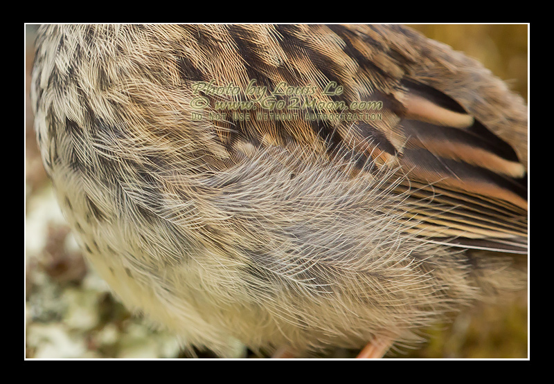 Golden-Crowned Sparrow Plumage