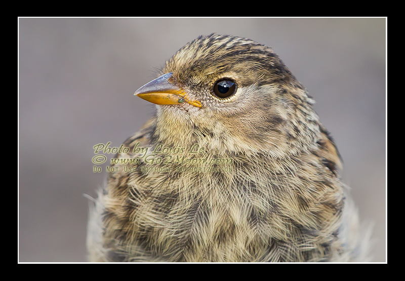 Golden-Crowned Sparrow Plumage