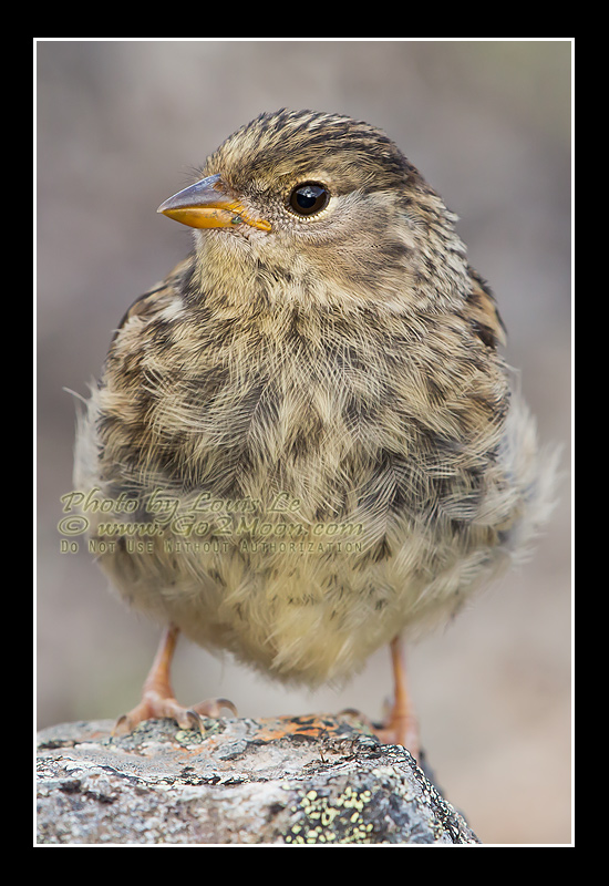 Golden-Crowned Sparrow Juvenile