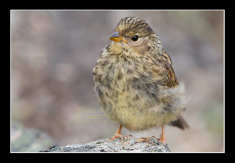 Golden-Crowned Sparrow Juvenile