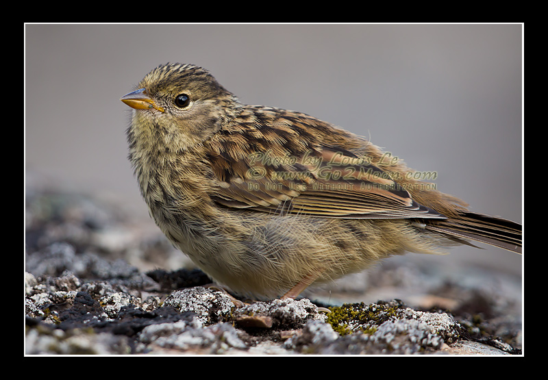 Golden-Crowned Sparrow Plumage