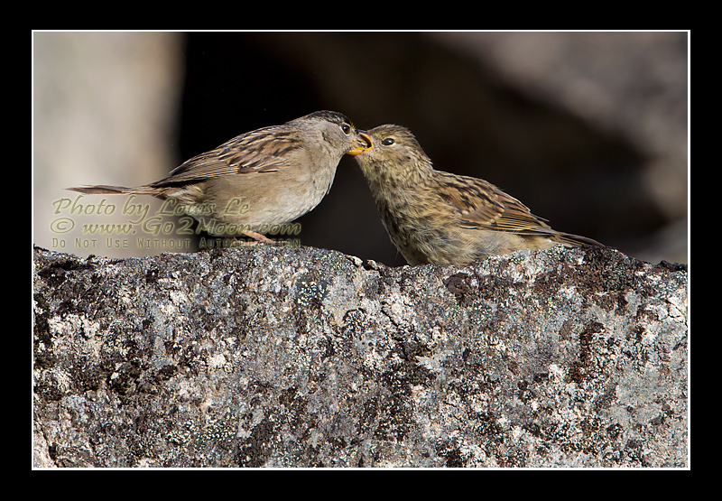 Sparrow Feeding Chick