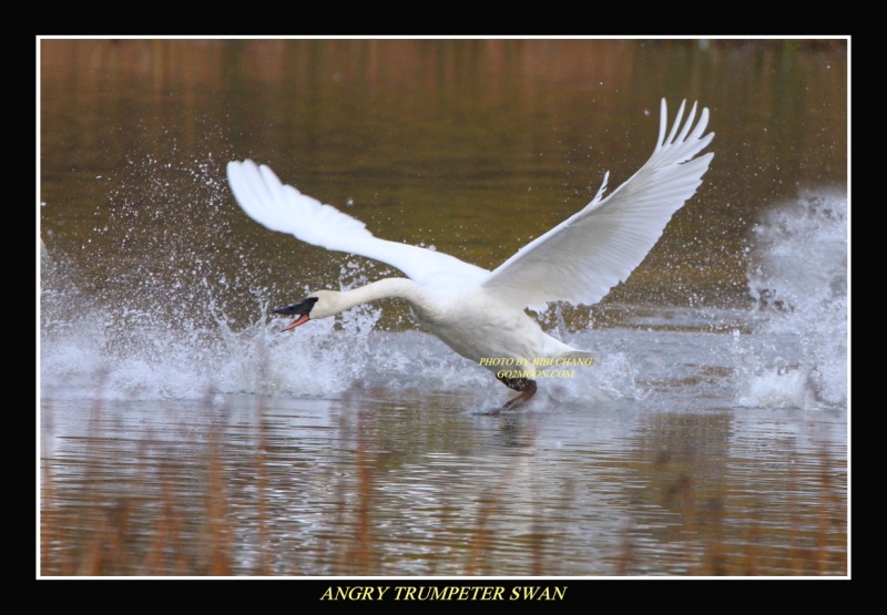 Swan Fighting
