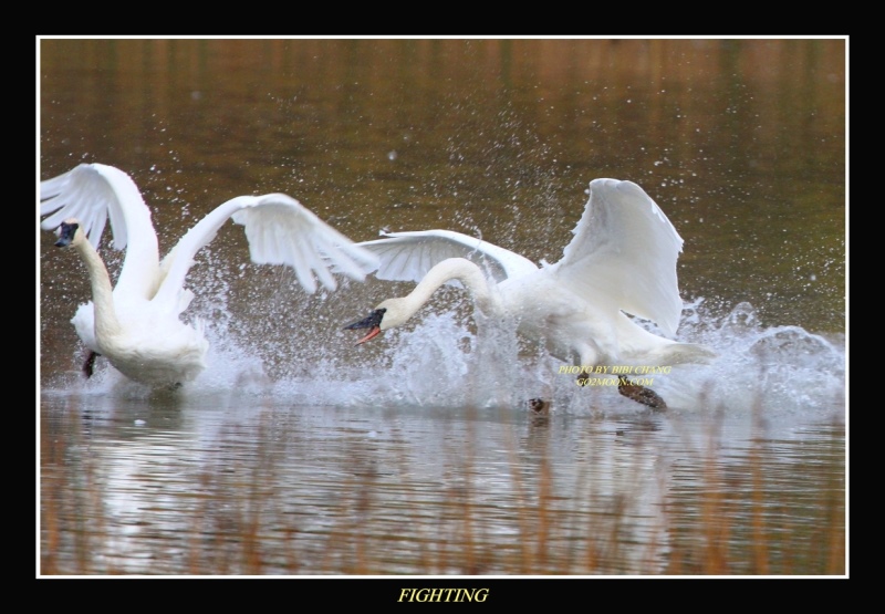 Swan Fighting