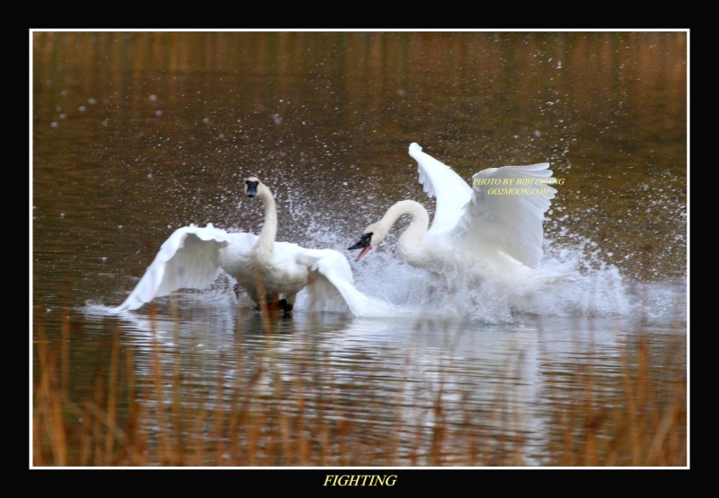 Swan Fighting