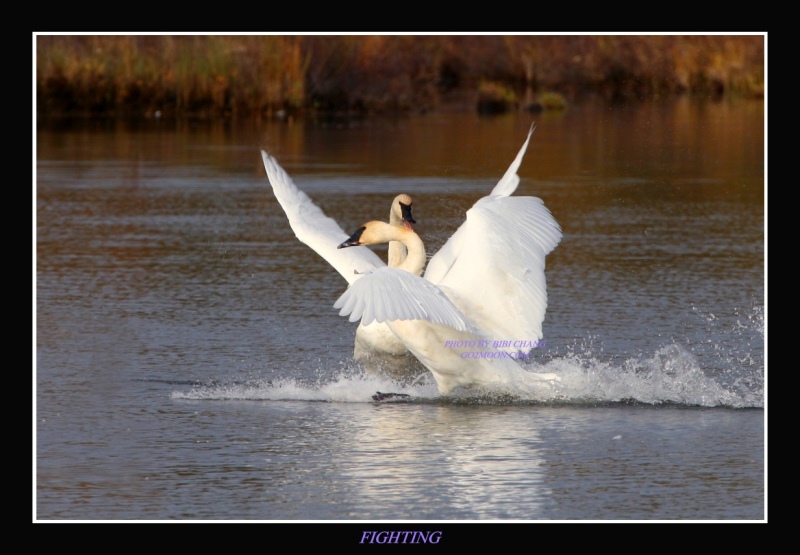 Swan Fighting