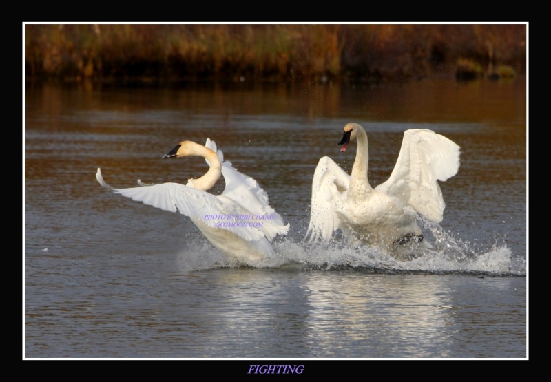 Swan Fighting