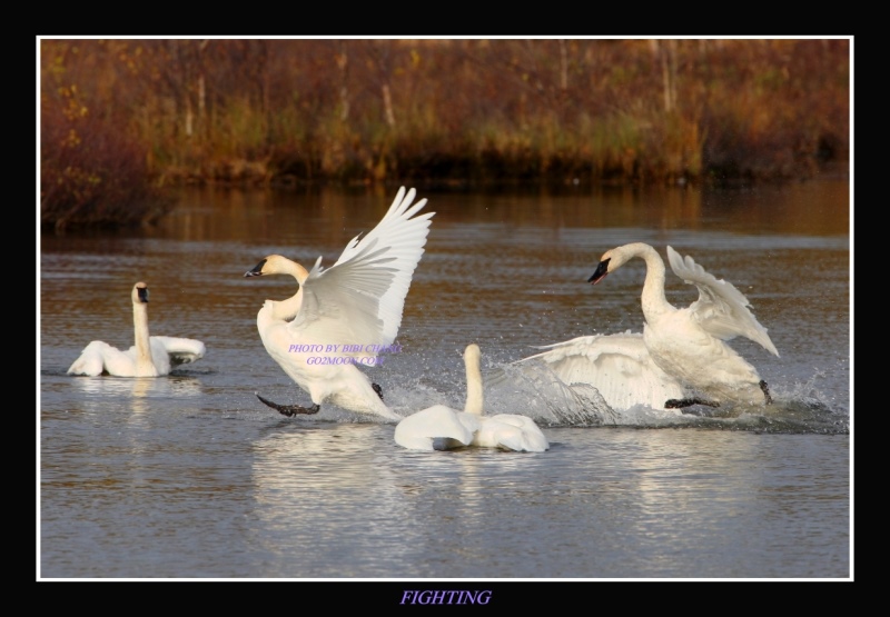 Swan Fighting