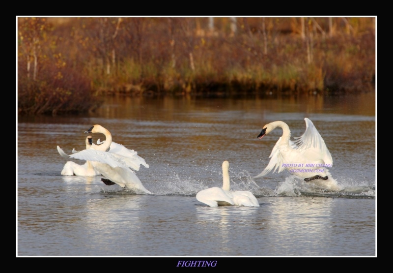 Swan Fighting
