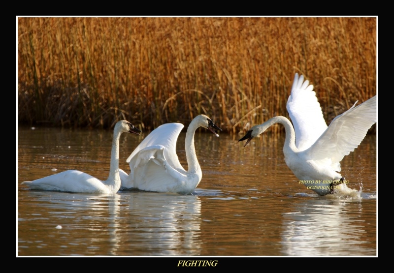Swan Fighting
