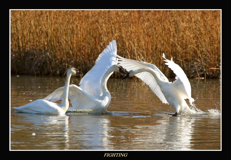 Swan Fighting