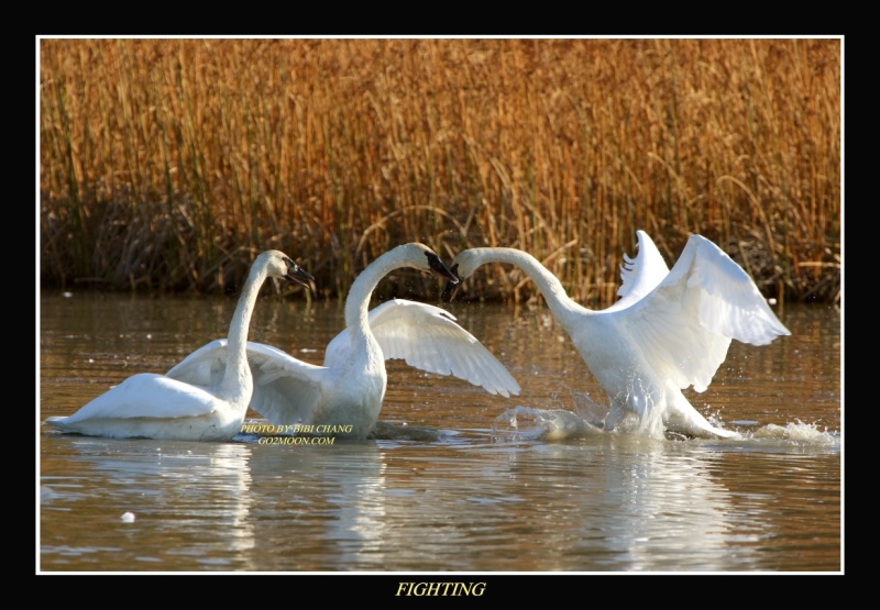 Swan Fighting