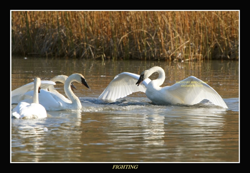 Swan Fighting