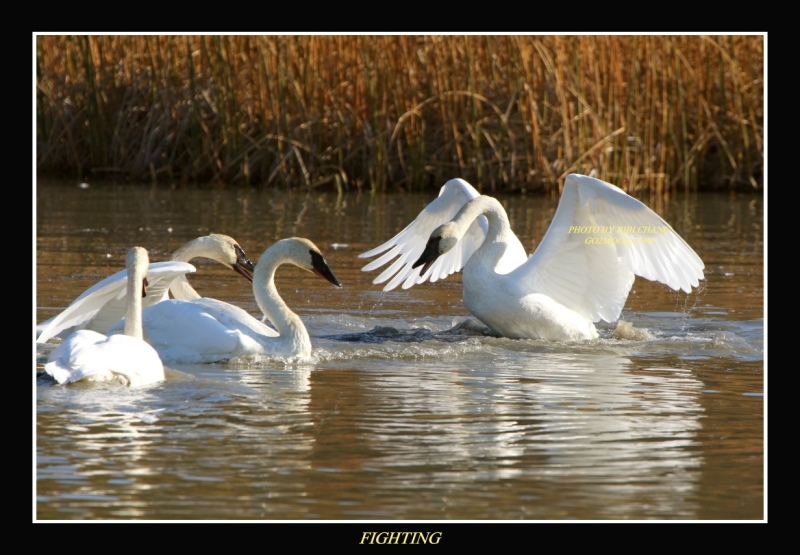 Swan Fighting